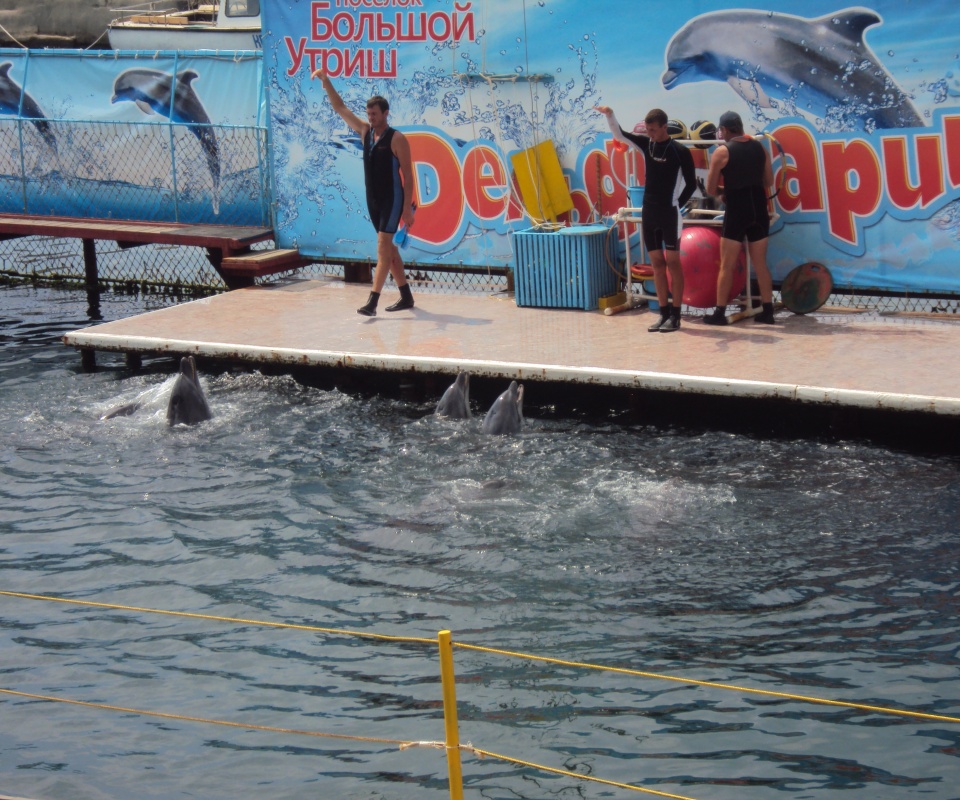 Утро в дельфинарии обои