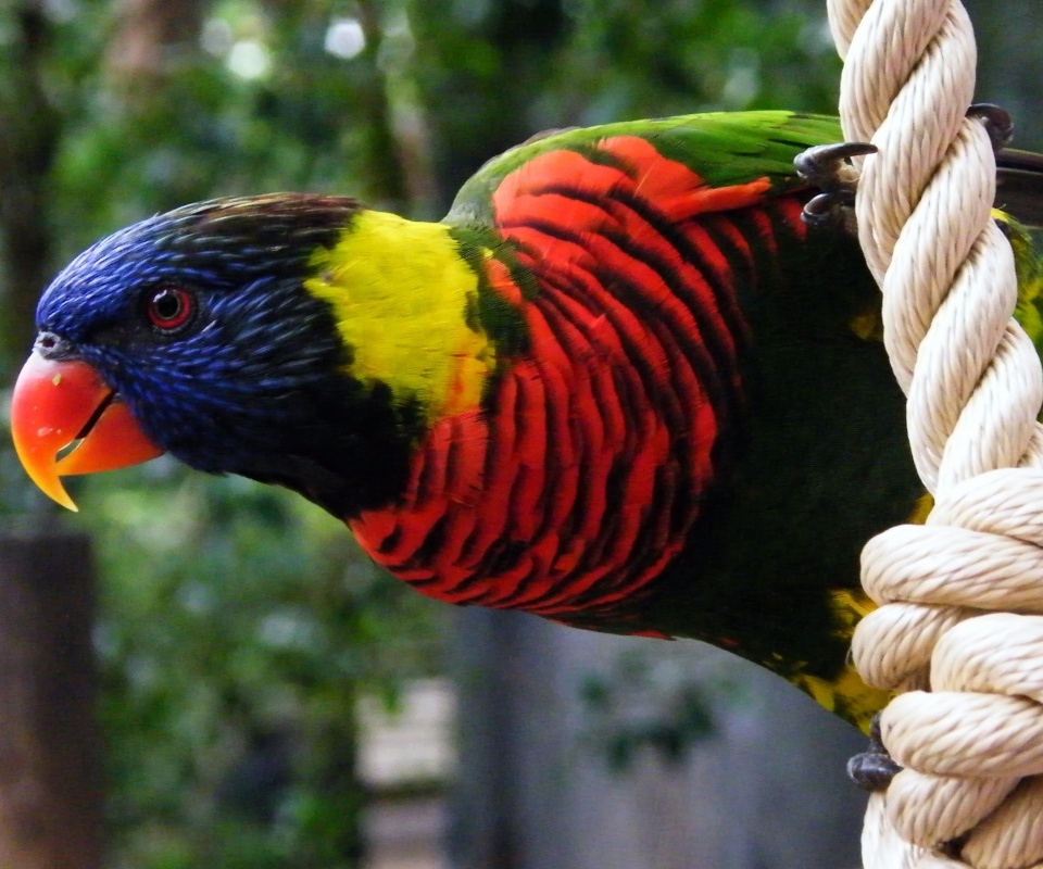 Попугай на канате обои