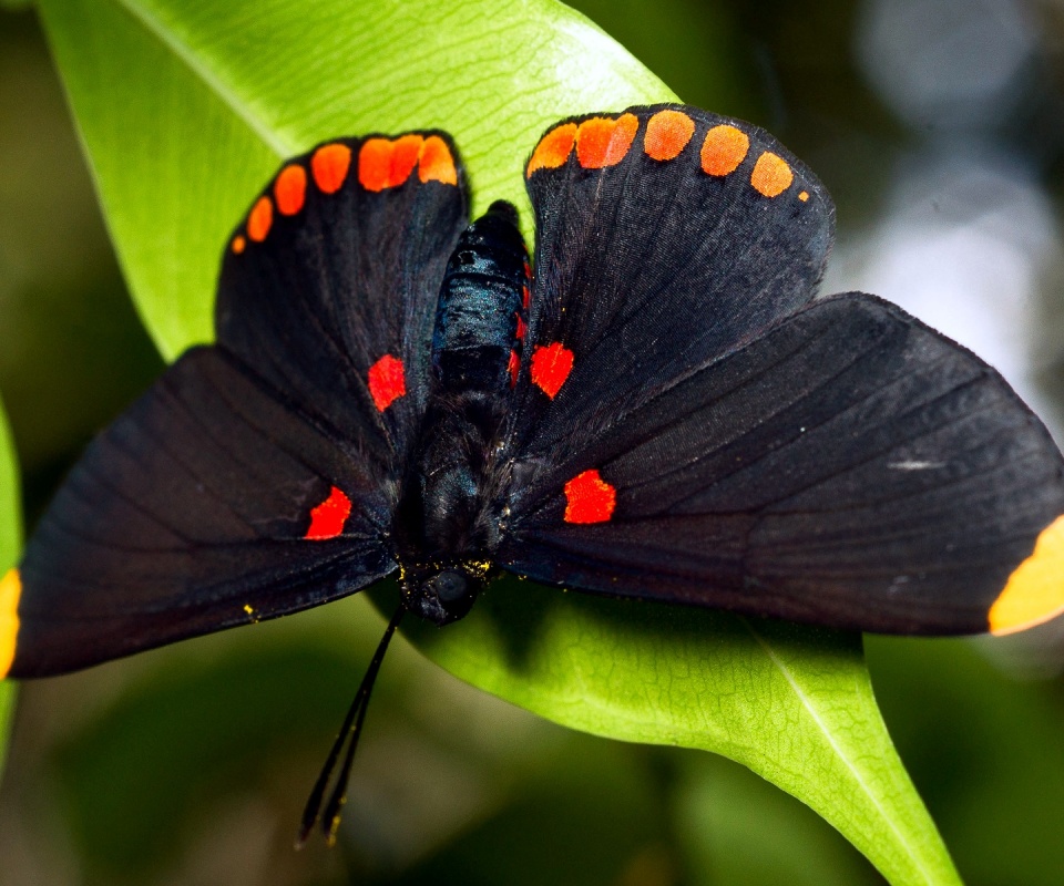Бабочка на листе обои