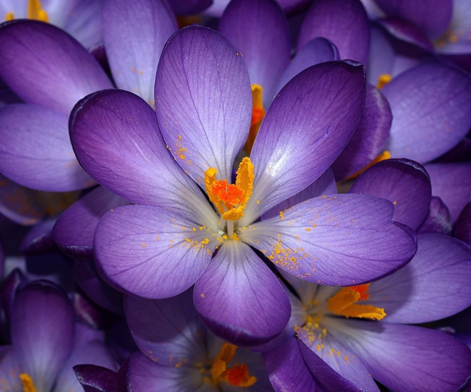 Сиреневый цветок обои