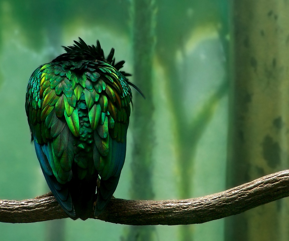 Птица спит на ветке обои