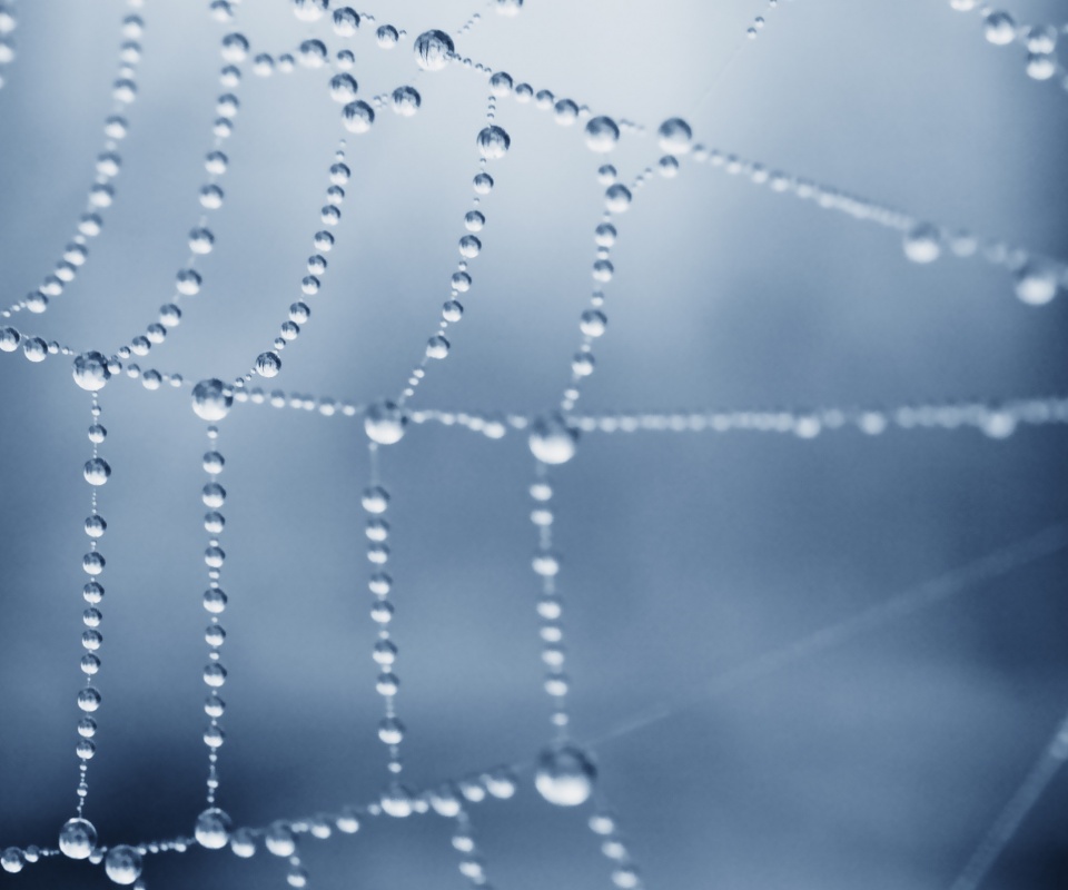 Капли росы на паутине обои