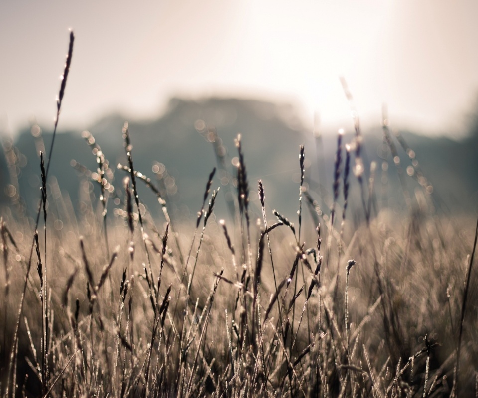 Поле пшеницы обои