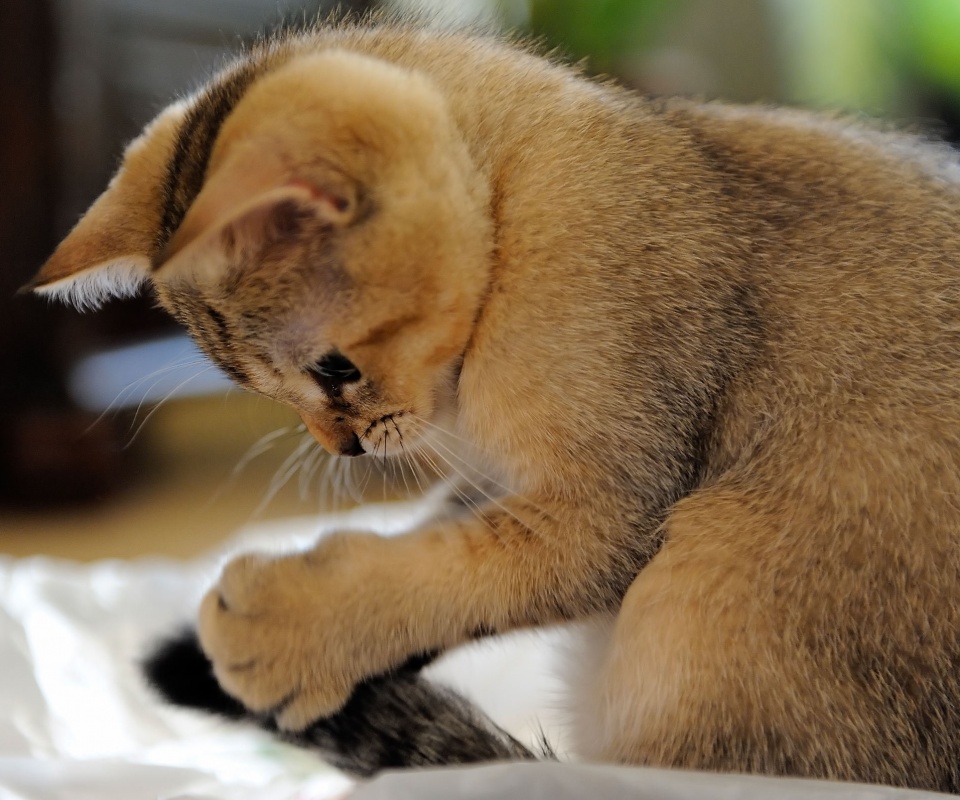 Маленький игруля обои