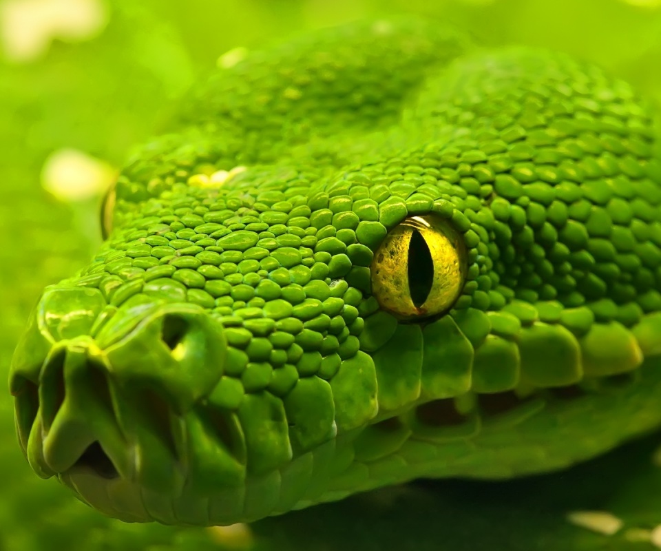 Страшно красивая обои