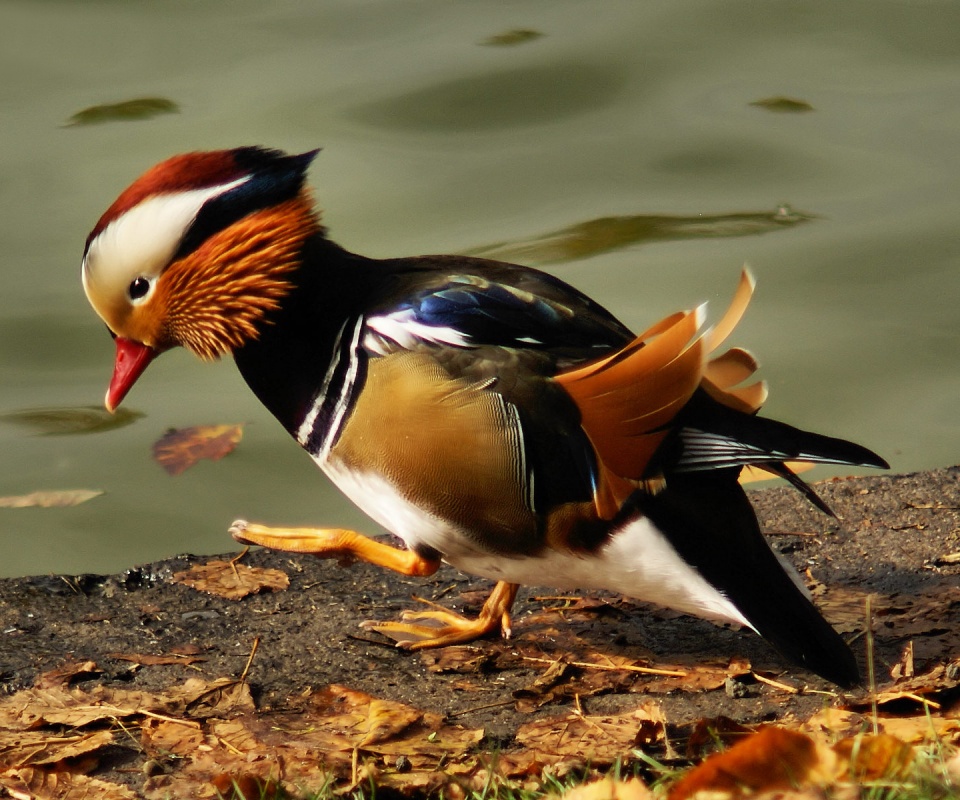 Уточка - мандаринка обои