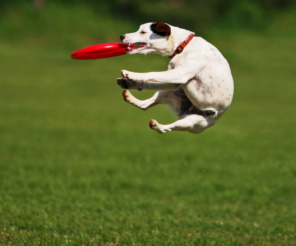 Ловкач обои