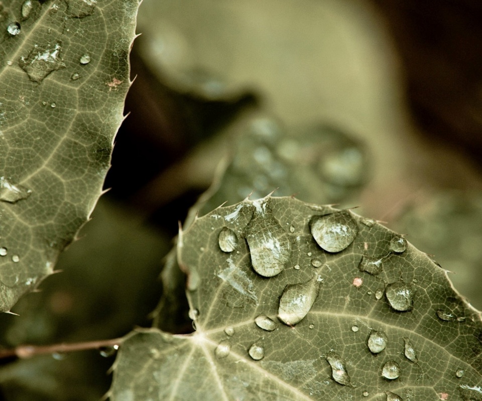 Капельки росы на листьях обои