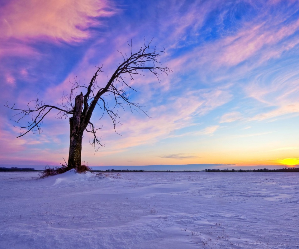 Сломанное дерево в снежной тундре обои