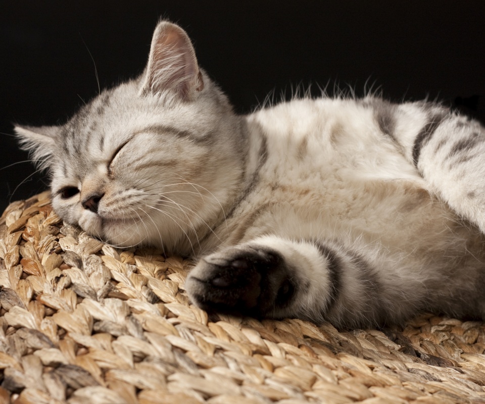 Пушистый кот спит на корзине обои