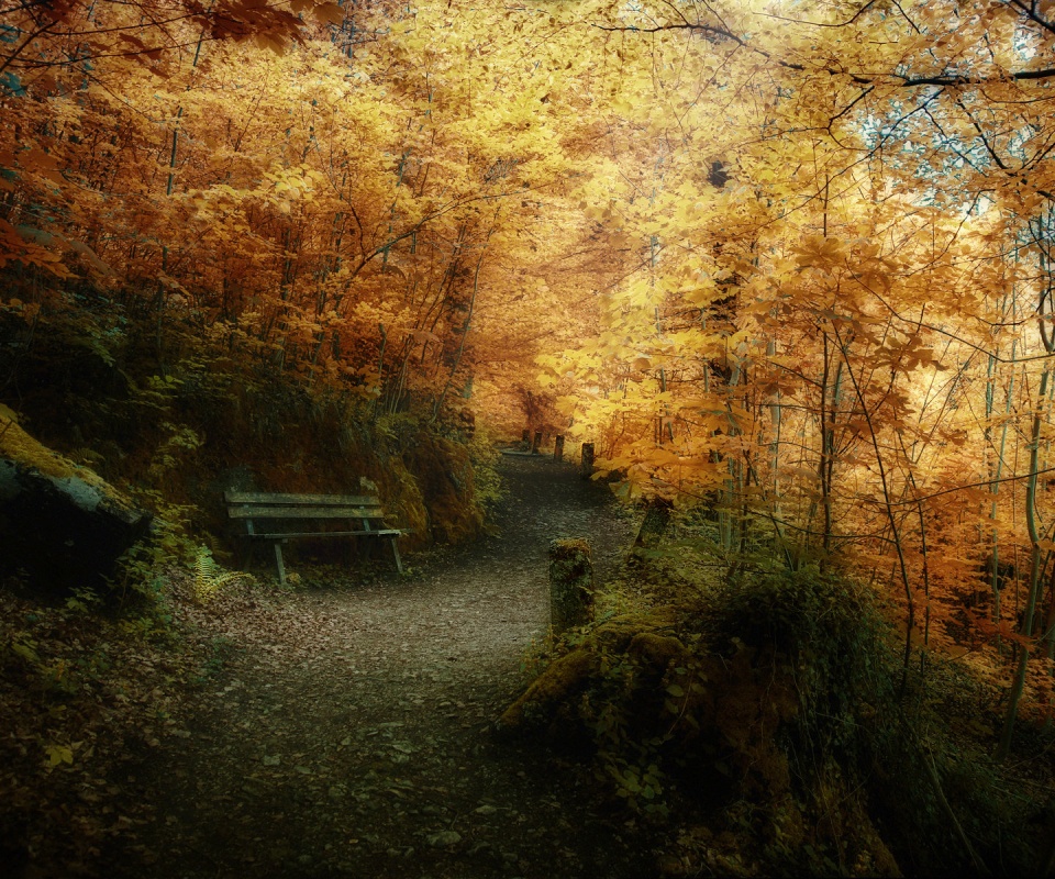 Скамейке в чаще парка обои