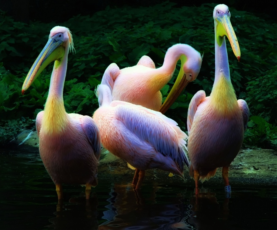 Разноцветные птицы обои