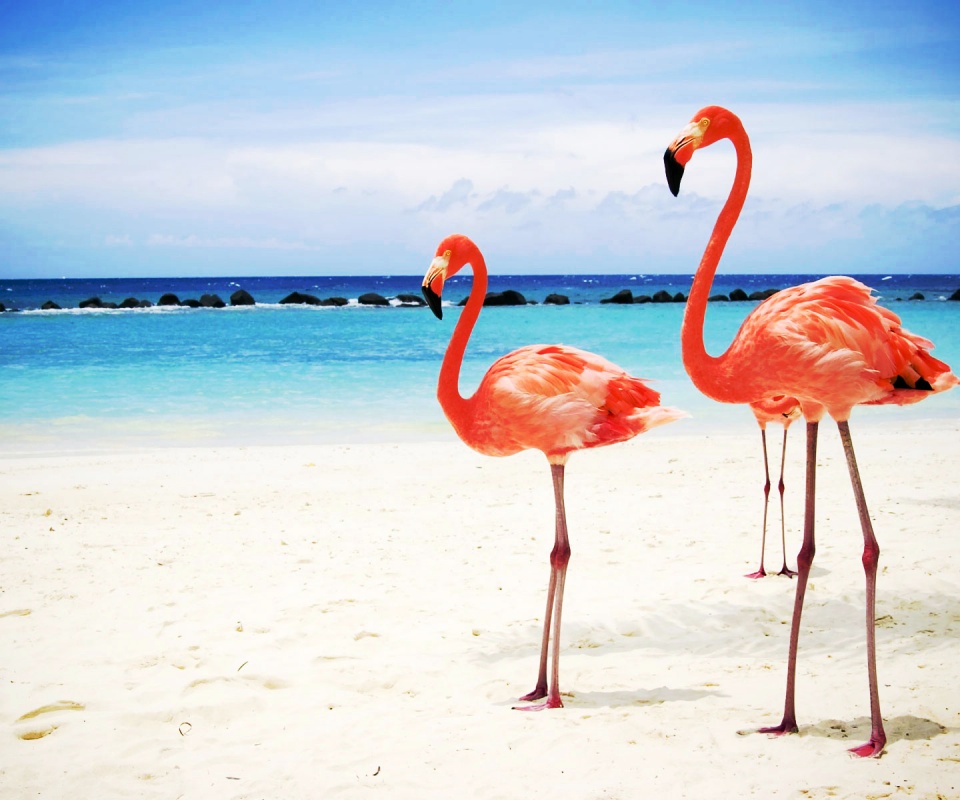 Розовые фламинго на пляже обои