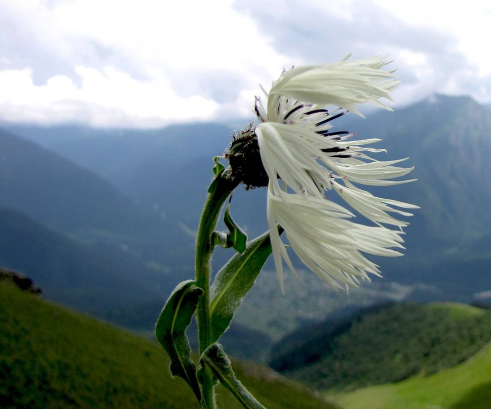 Горный цветок обои