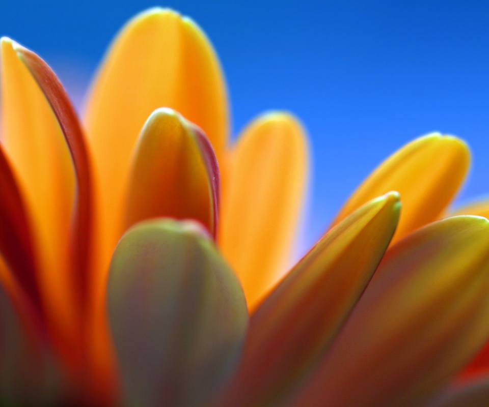 Лепестки хризантемы обои