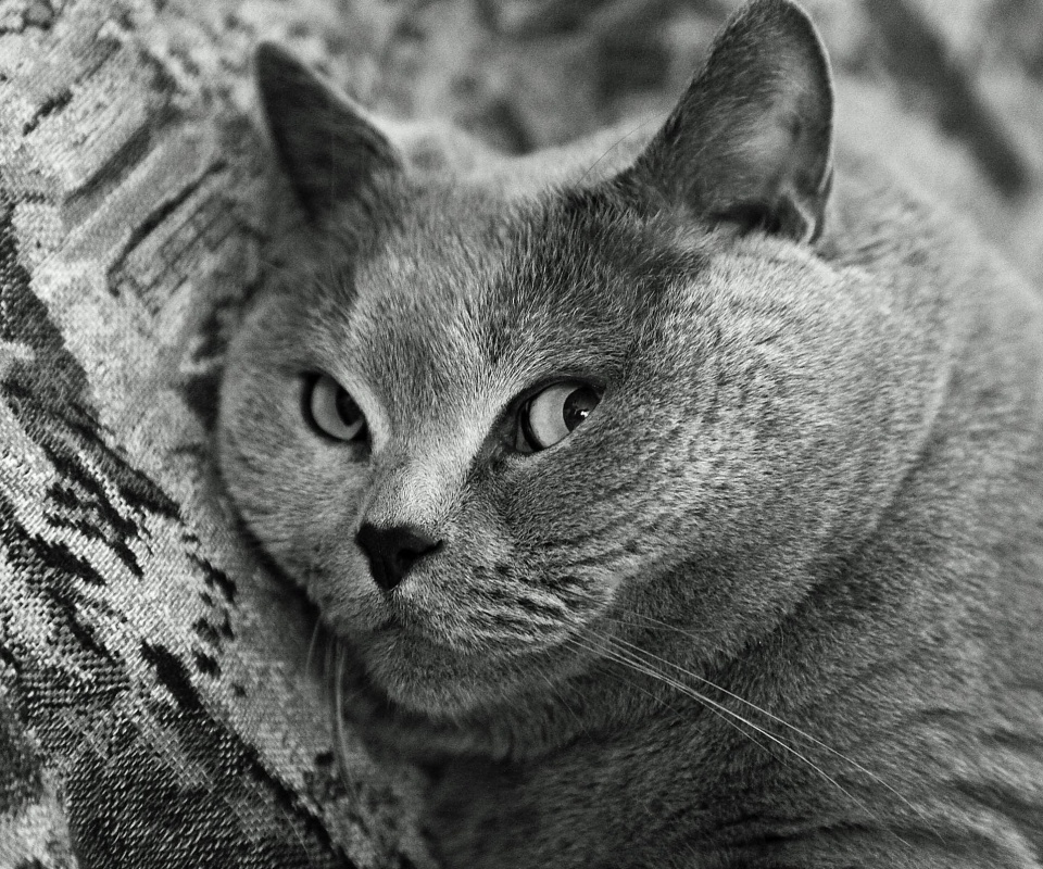 Щекастый британский котик обои