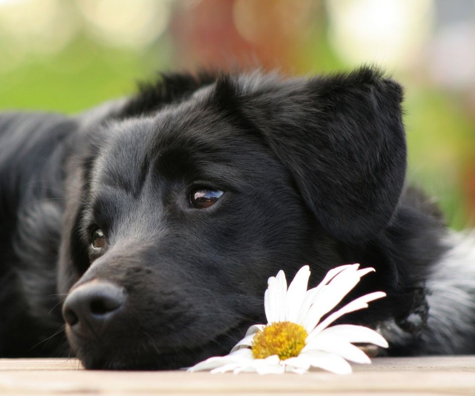 Собака с ромашкой обои