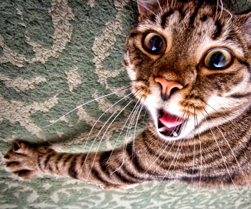 Спалившийся на ковре кошак обои