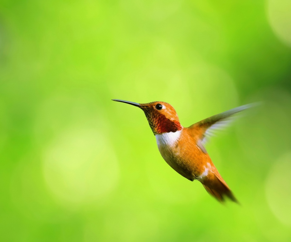 Маленькая колибри обои