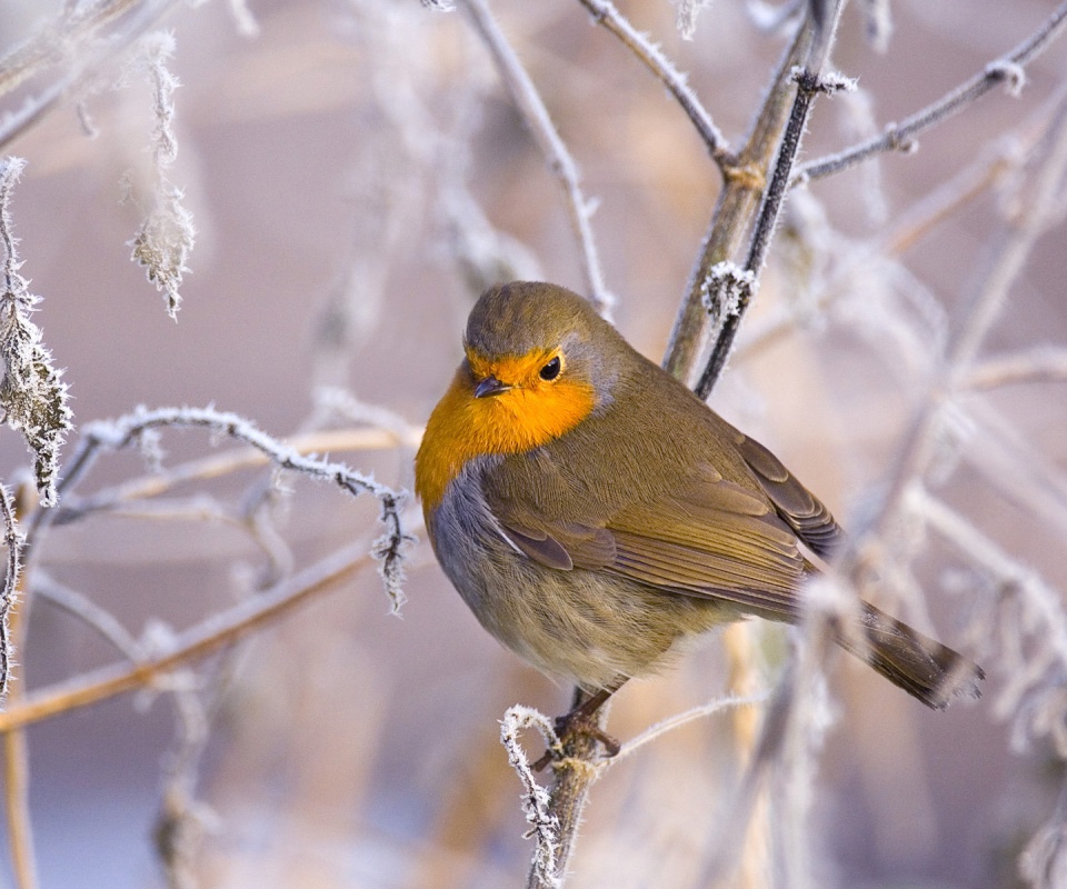 Птичка на ветке обои