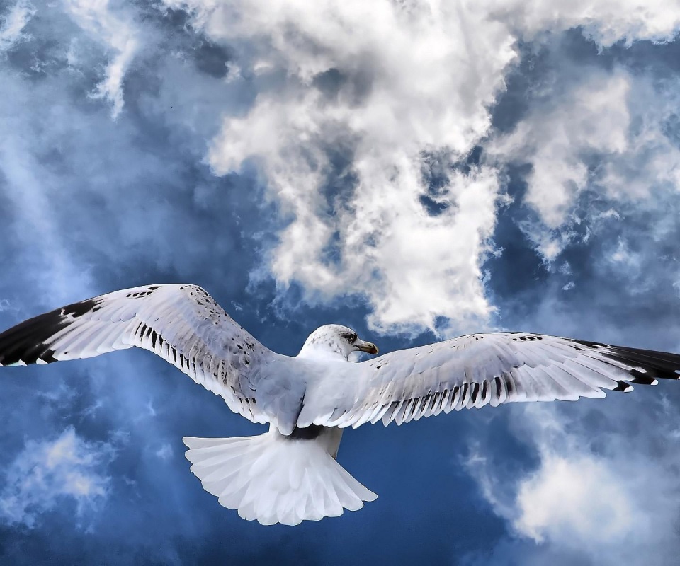 Гордая птица в полете обои