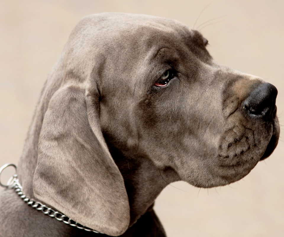 Грустная собака обои