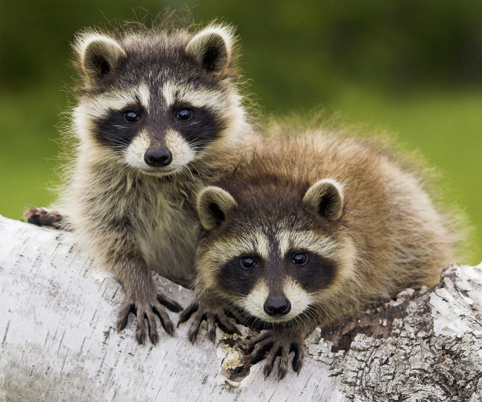 Полосатики обои