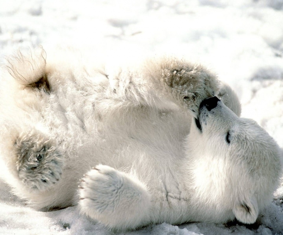 Мишка на севере обои