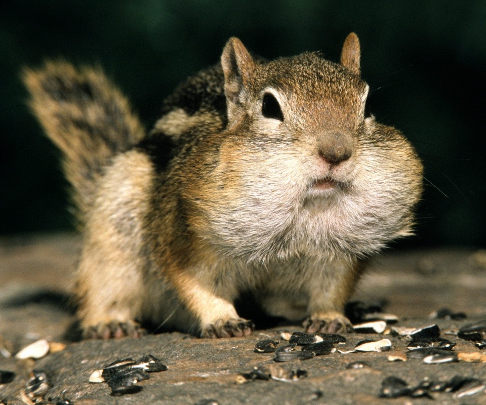 Не жадный, а бережливый обои