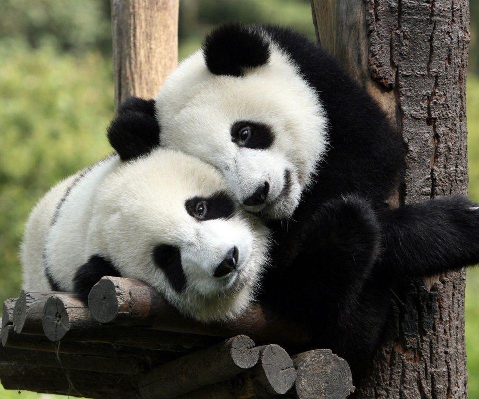 Панды обои