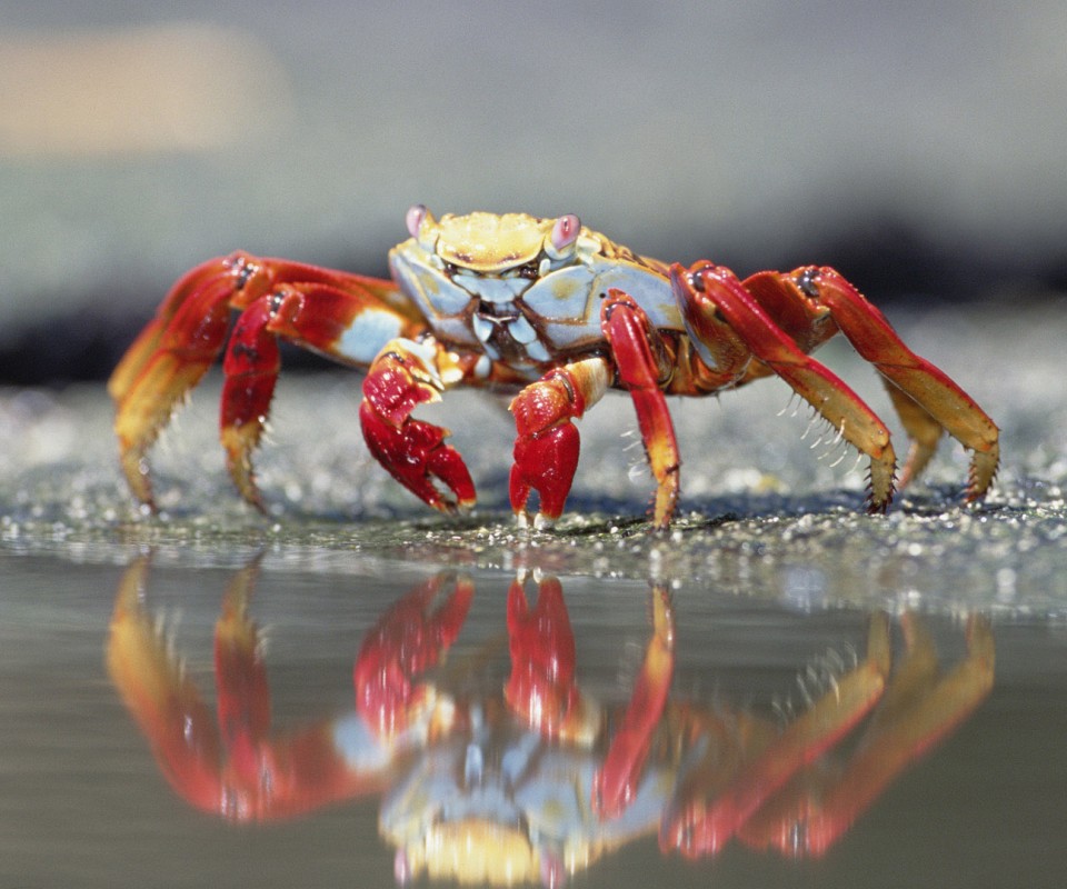 Краб обои