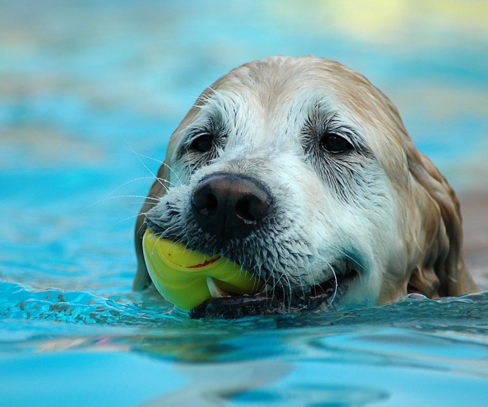Пёс с игрушкой в зубах обои