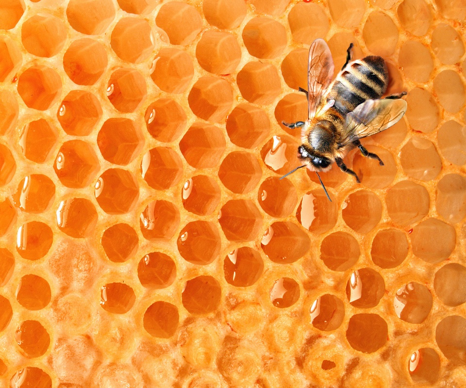 Пчела на сотах с медом обои