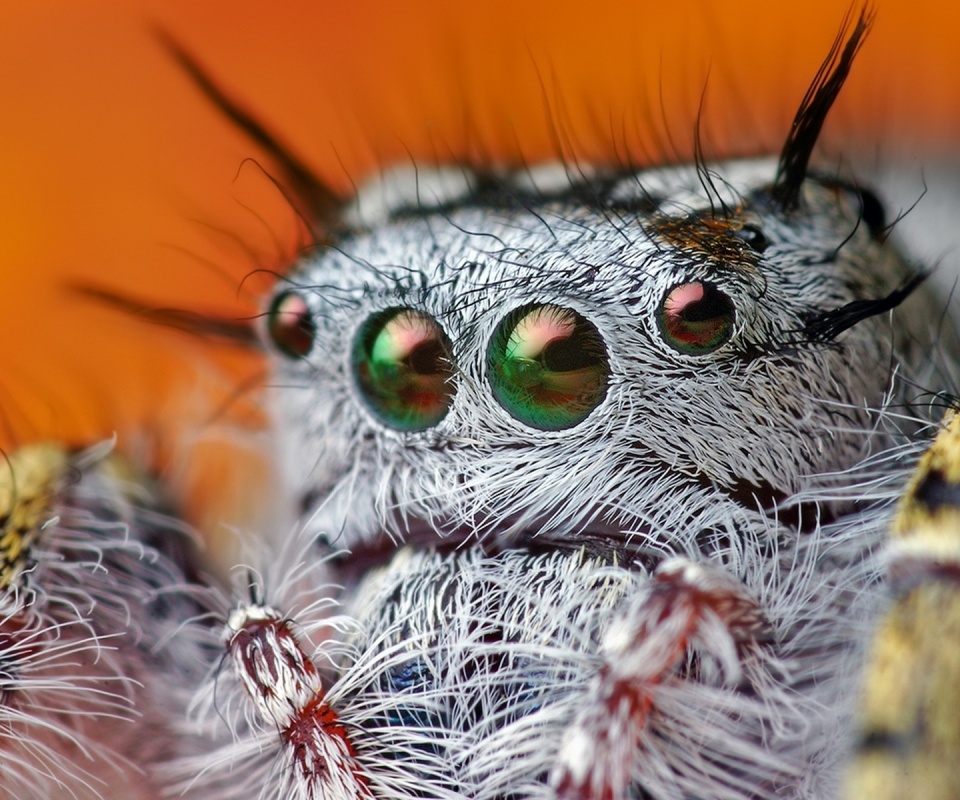 Паук в макро обои