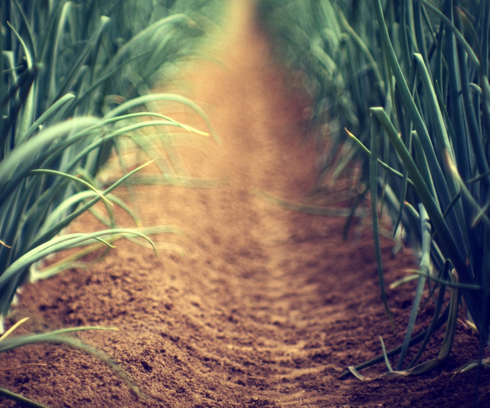 Тропинка в траве обои