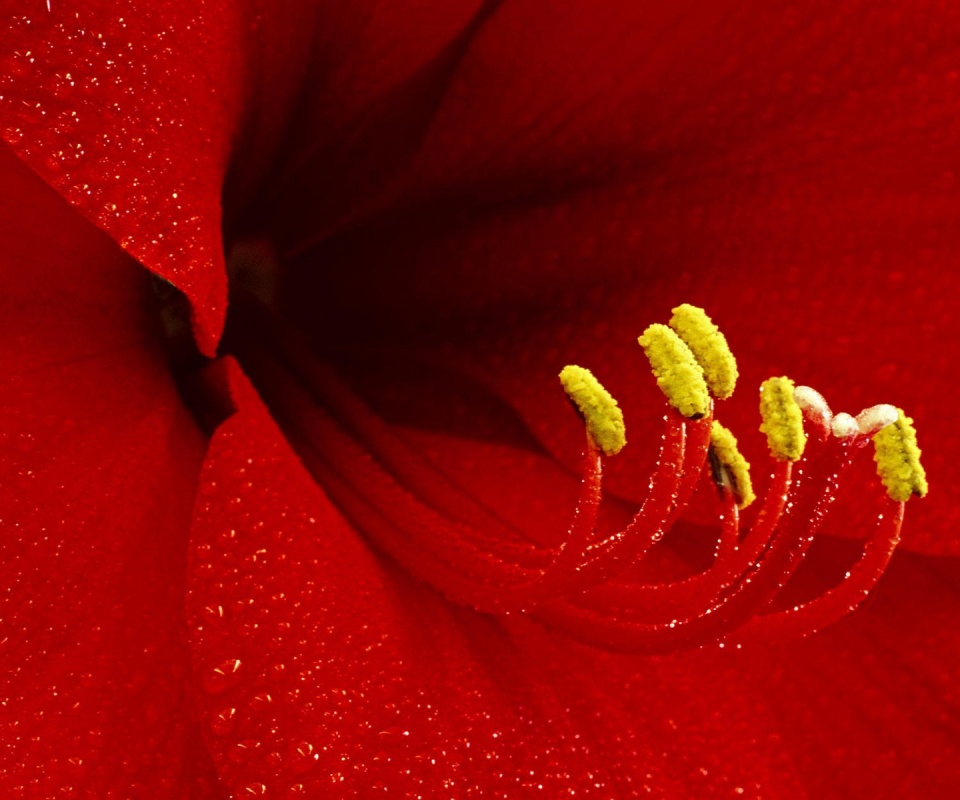 Красная манящая лилия обои