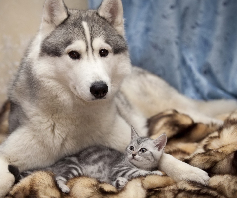 Собака и котенок обои