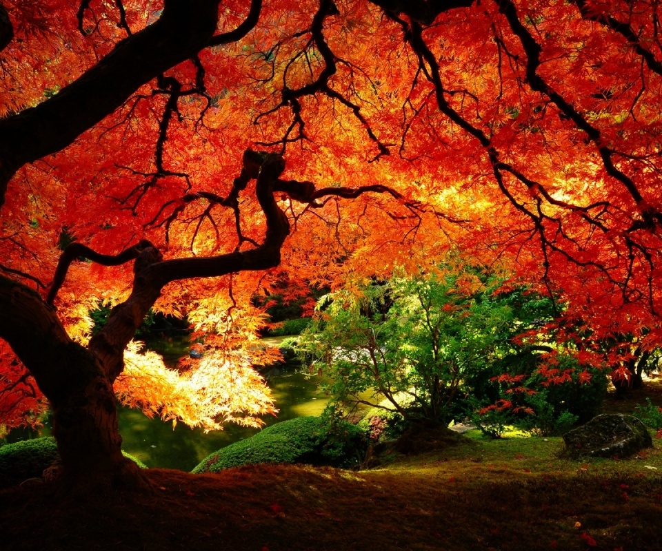 Под оранжевой кроной обои