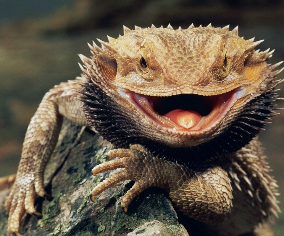 Не игуана обои