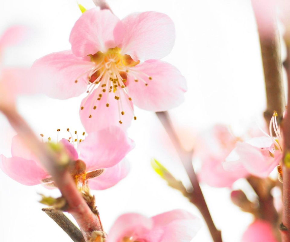 Нежные розовые цветы обои