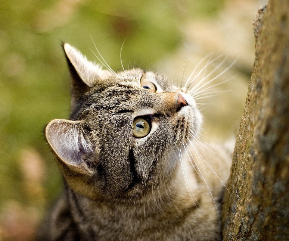 Кошак на дереве обои