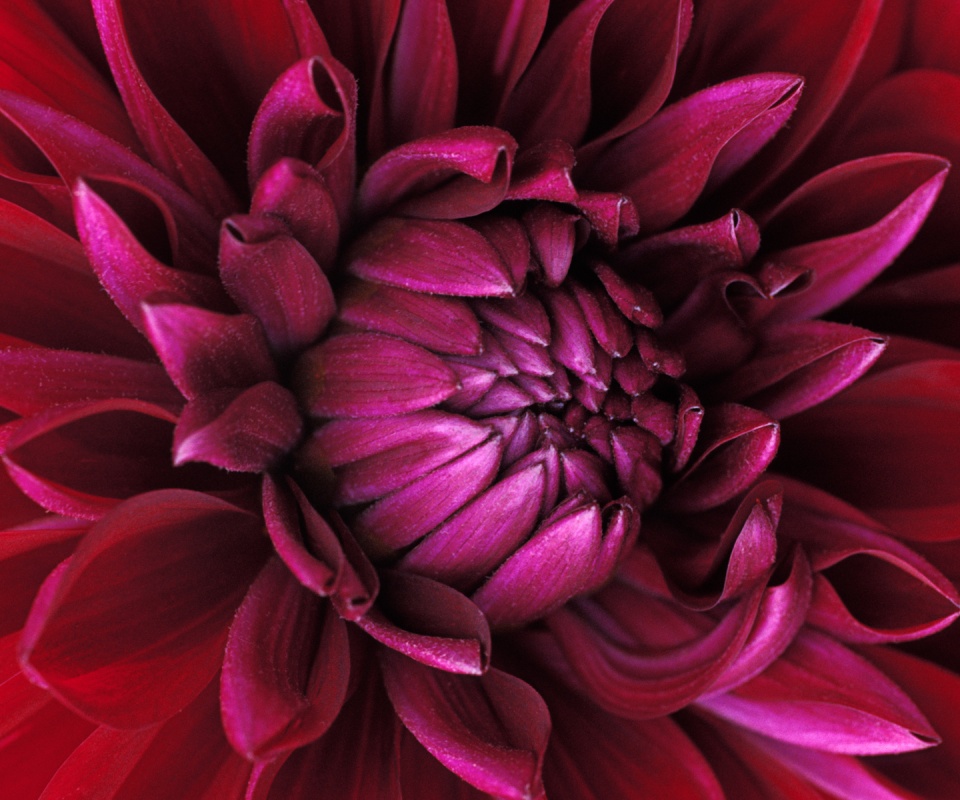 Цветок обои