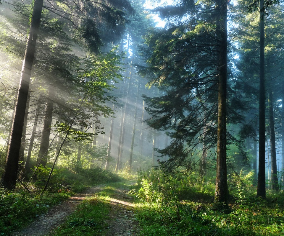 Тропа в лесу обои