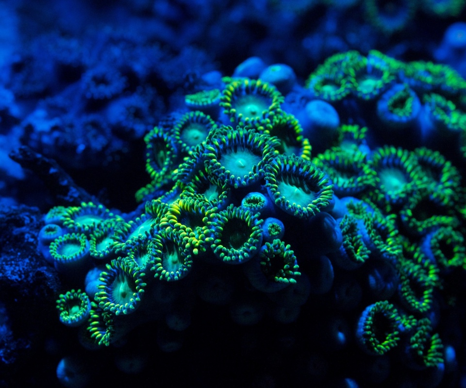 Морское дно обои