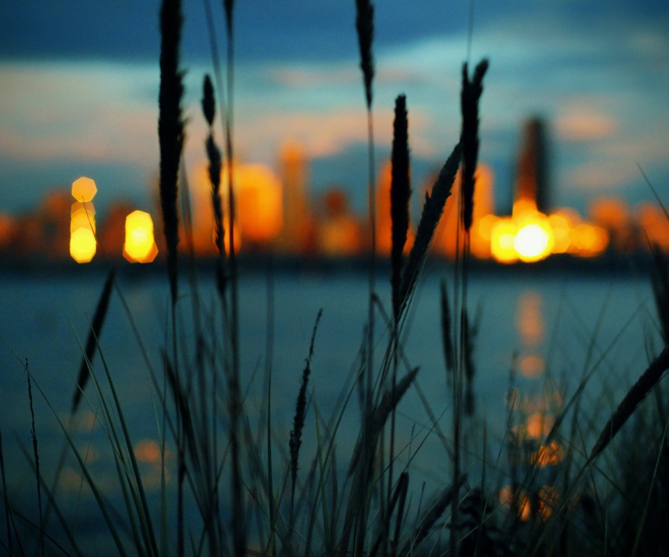 Камыш на фоне вечерних огней обои