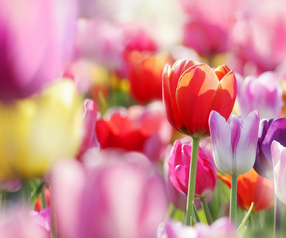 Красивые тюльпаны обои