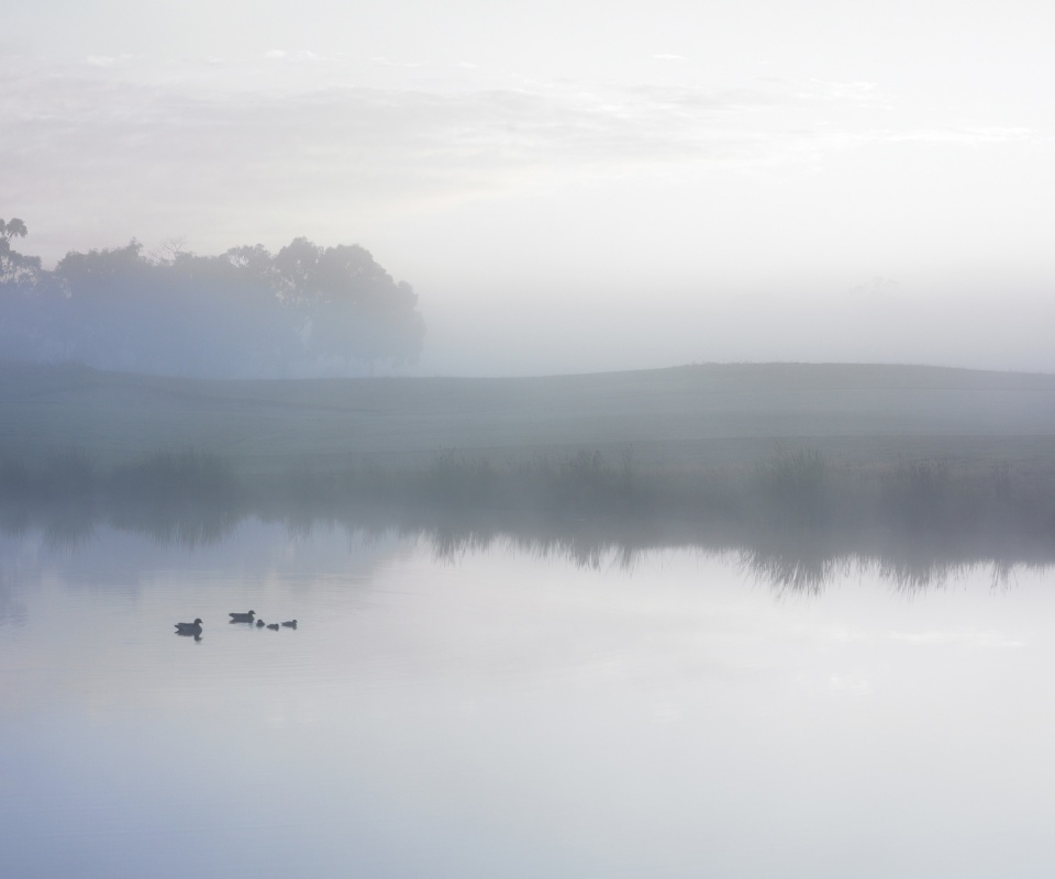 Ducks on a Misty Pond обои
