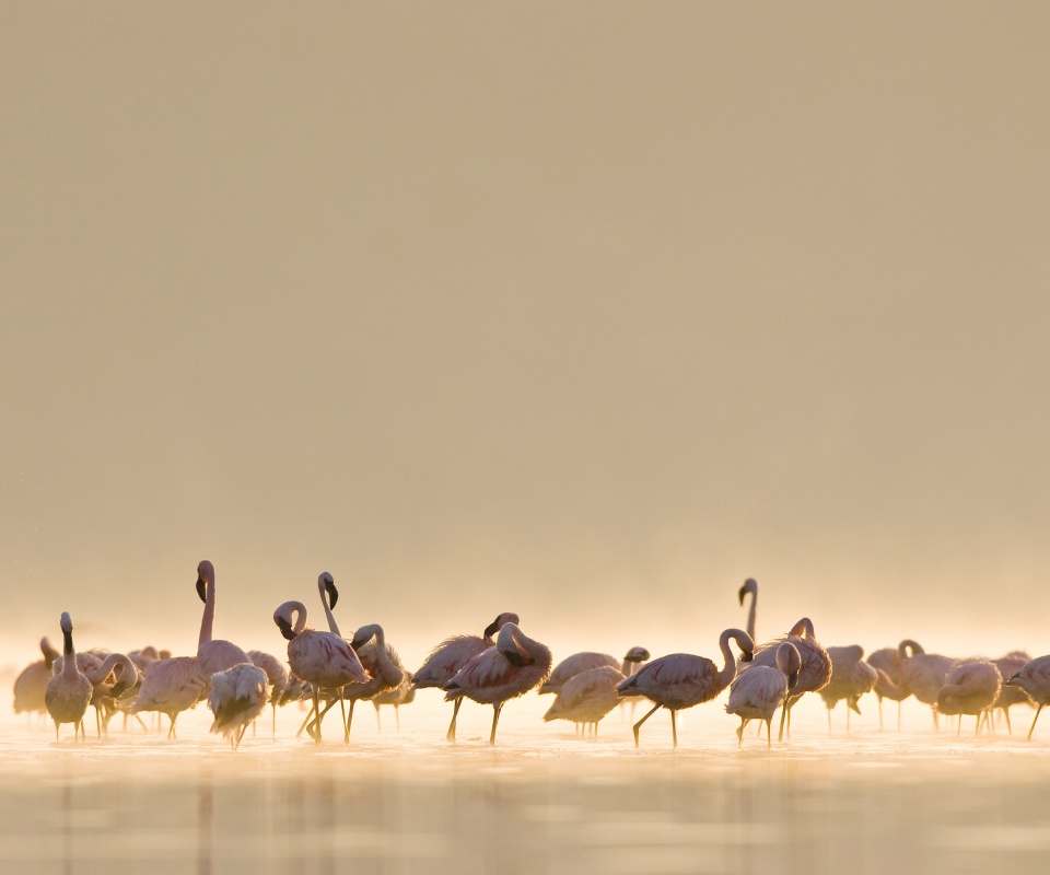 Flamingos обои