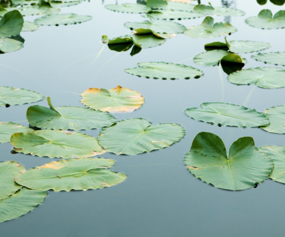 Плавающие листья обои