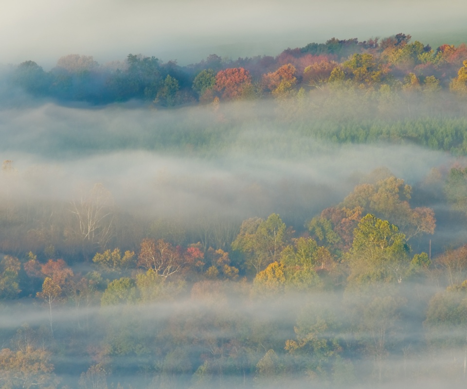 Туманный лес обои